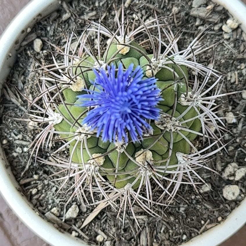 Photo of the plant species Queen of the Night by @UnusualSedge0 named McKinley on Greg, the plant care app