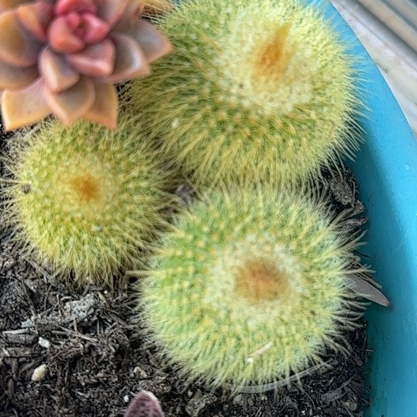 Photo of the plant species Bergerocactus Emoryi by @UnusualSedge0 named Kobe on Greg, the plant care app
