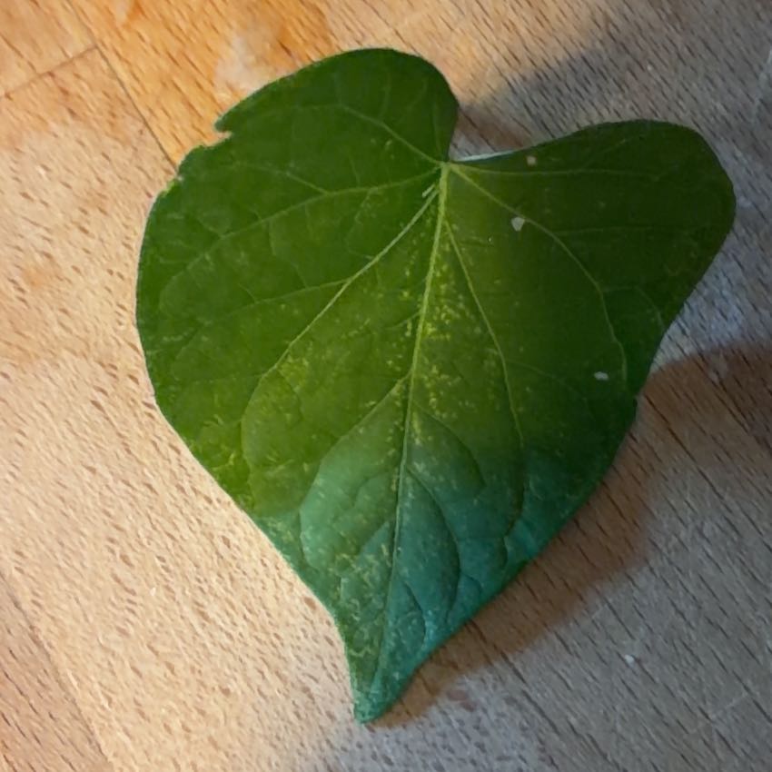 Photo of the plant species Common Morning Glory by @DaintyPignut69 named Darwin on Greg, the plant care app