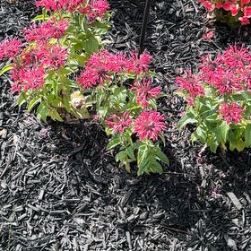 Photo of the plant species Scarlet Beebalm by @DaintyPignut69 named Denali on Greg, the plant care app