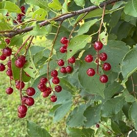 Photo of the plant species Bird Cherry by @DaintyPignut69 named Nemo on Greg, the plant care app