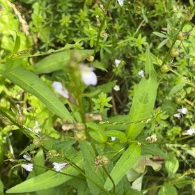 Photo of the plant species Michaelmas Daisy by @DaintyPignut69 named Miley on Greg, the plant care app