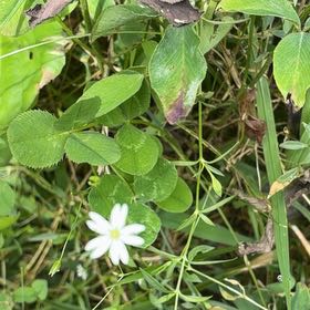 Photo of the plant species Common Chickweed by @DaintyPignut69 named Sage on Greg, the plant care app