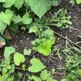 Photo of the plant species Purple Morning Glory by @DaintyPignut69 named Cleopatra on Greg, the plant care app