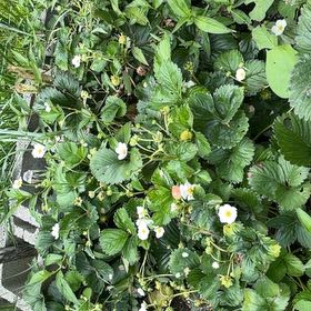Photo of the plant species Garden Strawberry by @DaintyPignut69 named Madonna on Greg, the plant care app
