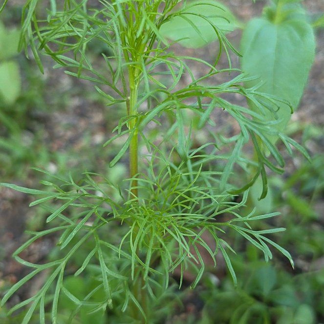 Photo of the plant species Garden Cosmos by @HighWeepingfig9 named Zeus on Greg, the plant care app