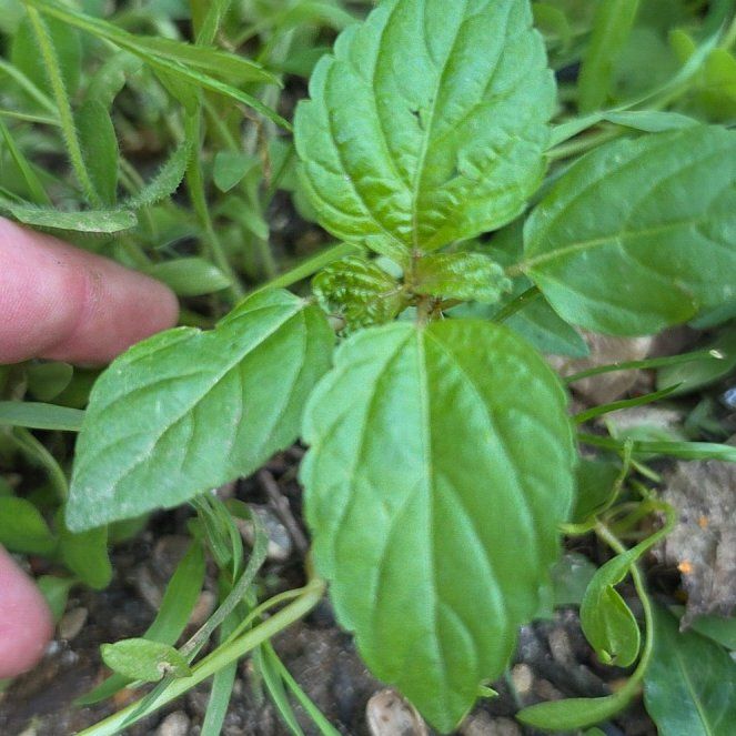Photo of the plant species Mint by @HighWeepingfig9 named Gaga on Greg, the plant care app