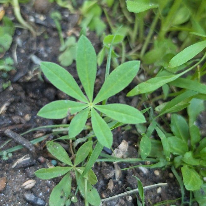 Photo of the plant species Galium Odoratum by @HighWeepingfig9 named Michelle Branch on Greg, the plant care app