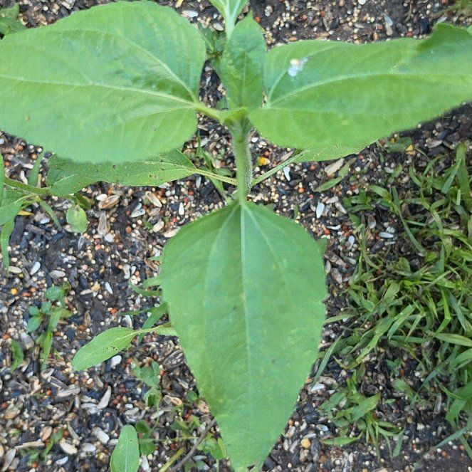 Photo of the plant species Jerusalem Artichoke by @HighWeepingfig9 named Madonna on Greg, the plant care app