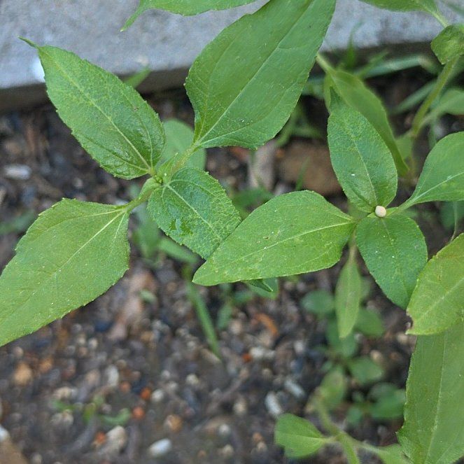 Photo of the plant species Straggler Daisy by @HighWeepingfig9 named Austen on Greg, the plant care app