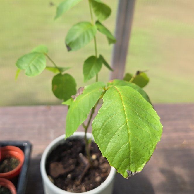 Photo of the plant species English Walnut by @BigWavycap3 named Leaf Erickson on Greg, the plant care app