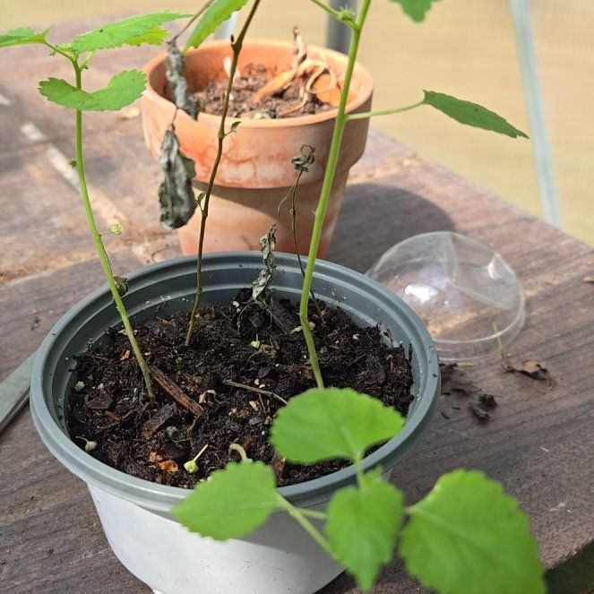 Photo of the plant species Crabweed by @BigWavycap3 named Elle on Greg, the plant care app