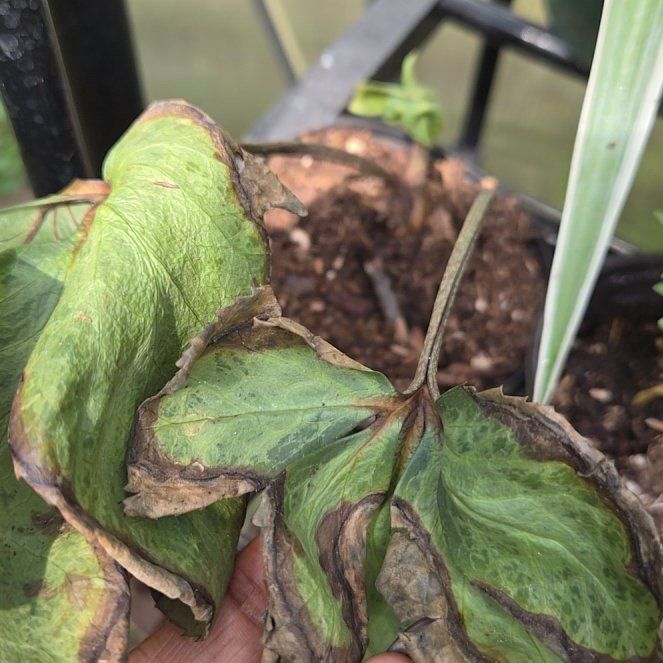 Photo of the plant species Lenten Rose by @BigWavycap3 named Sigmund on Greg, the plant care app