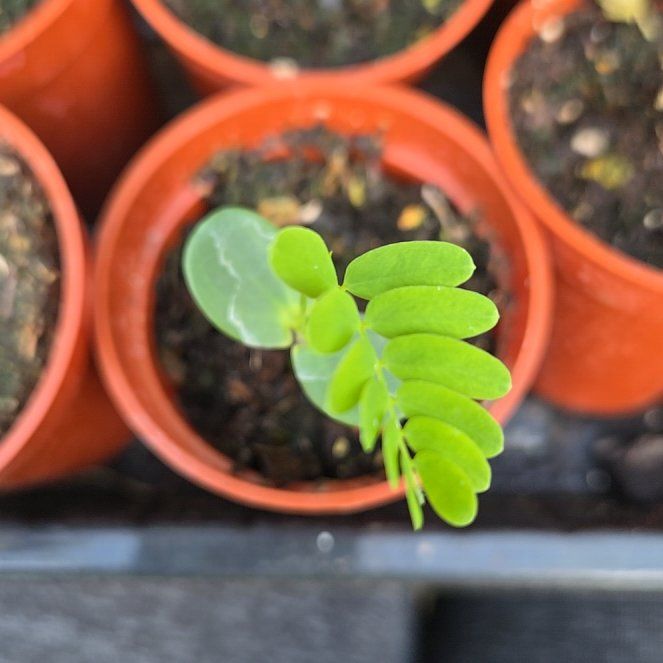 Photo of the plant species Mascarene Island Leaf Flower by @BigWavycap3 named Stella on Greg, the plant care app