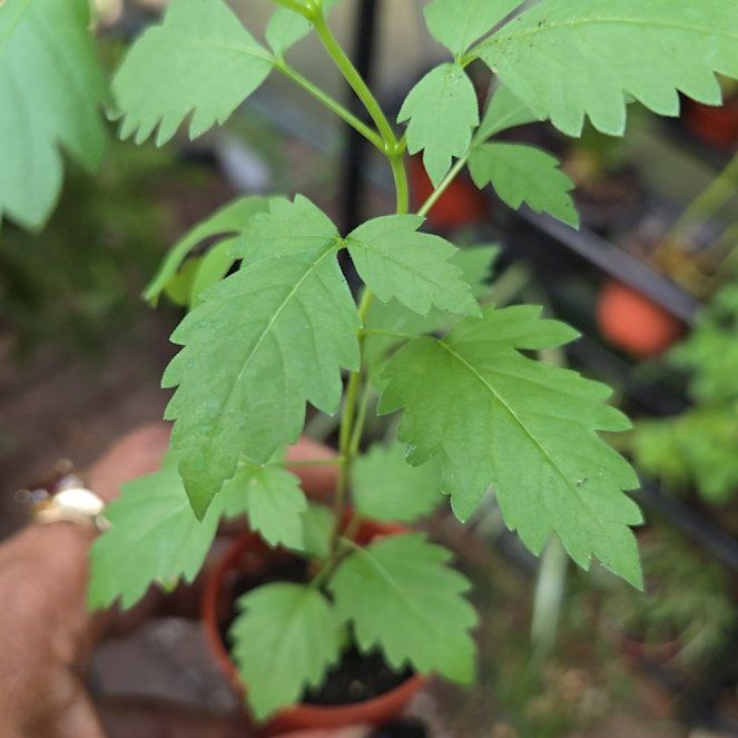 Photo of the plant species Trumpet Creeper by @BigWavycap3 named Nithin on Greg, the plant care app