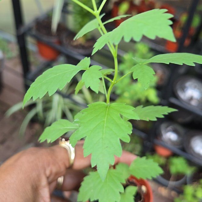 Photo of the plant species Trumpet Creeper by @BigWavycap3 named Darwin on Greg, the plant care app