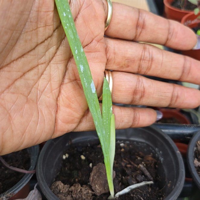 Photo of the plant species Bulb Onion by @BigWavycap3 named Aristotle on Greg, the plant care app