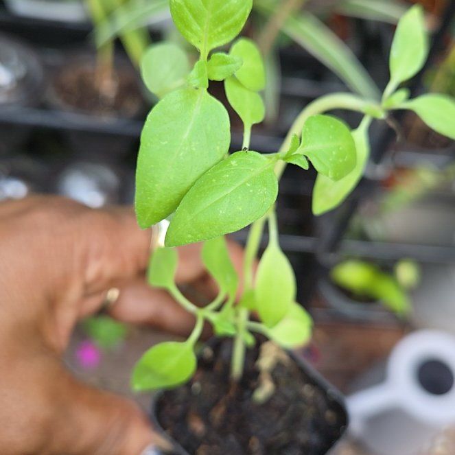 Photo of the plant species Common Chickweed by @BigWavycap3 named Willow on Greg, the plant care app