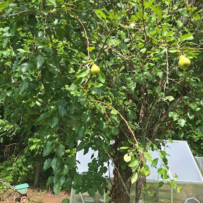 Photo of the plant species Common Pear by @BigWavycap3 named Mollie on Greg, the plant care app