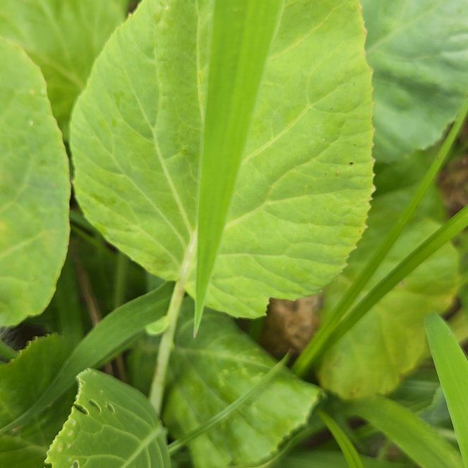 Photo of the plant species Heart-Leaved Bergenia by @BigWavycap3 named Navajo on Greg, the plant care app