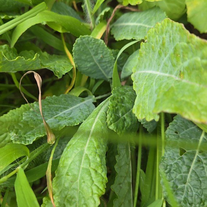 Photo of the plant species Common Primrose by @BigWavycap3 named Harry on Greg, the plant care app