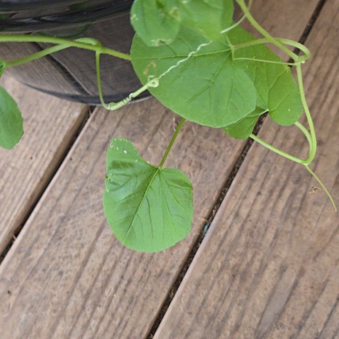 Photo of the plant species Carolina Moonseed by @BigWavycap3 named Coco on Greg, the plant care app