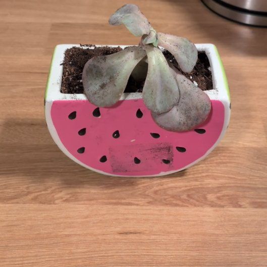 Photo of the plant species Echeveria Red Skye by @StaunchChaya49 named Sage on Greg, the plant care app