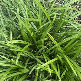 Photo of the plant species Big Blue Lilyturf by @FestiveHedera17 named Dax on Greg, the plant care app