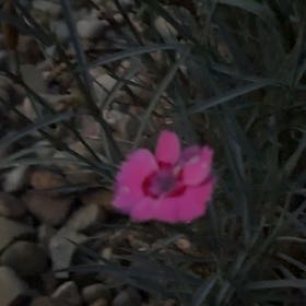 Photo of the plant species Border Carnation by @FestiveHedera17 named Captain Plant-it on Greg, the plant care app