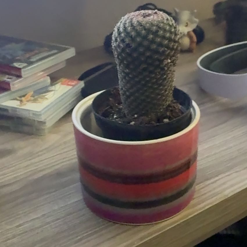 Photo of the plant species Mammillaria densispina by @RichlyGuasca13 named Gaga on Greg, the plant care app