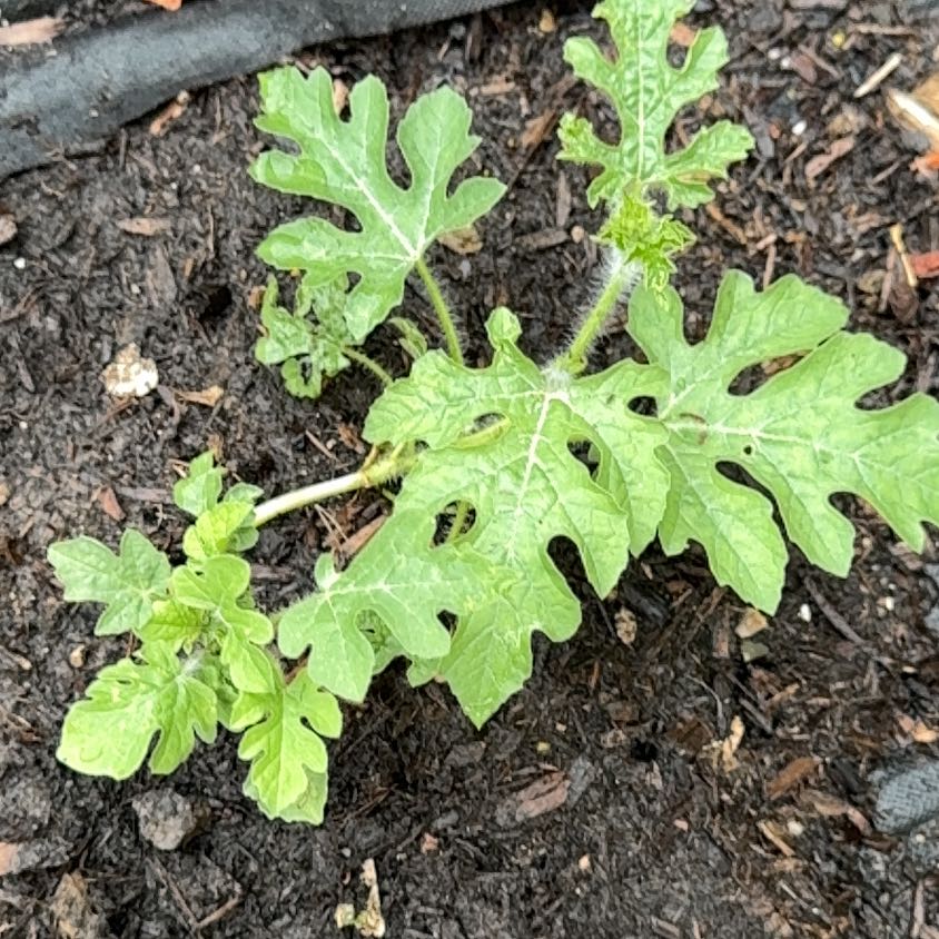 Photo of the plant species Watermelon by @HumaneBonsai1 named Mollie on Greg, the plant care app
