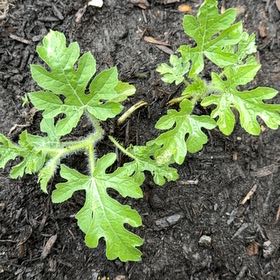 Photo of the plant species Watermelon by @HumaneBonsai1 named Navajo on Greg, the plant care app