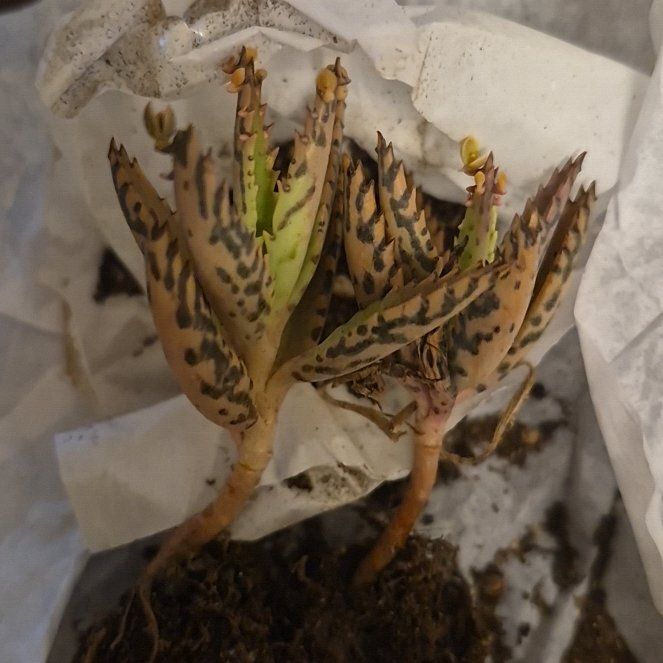 Photo of the plant species Houghton's Hybrid by @YouthfulSkimmia named Terra on Greg, the plant care app