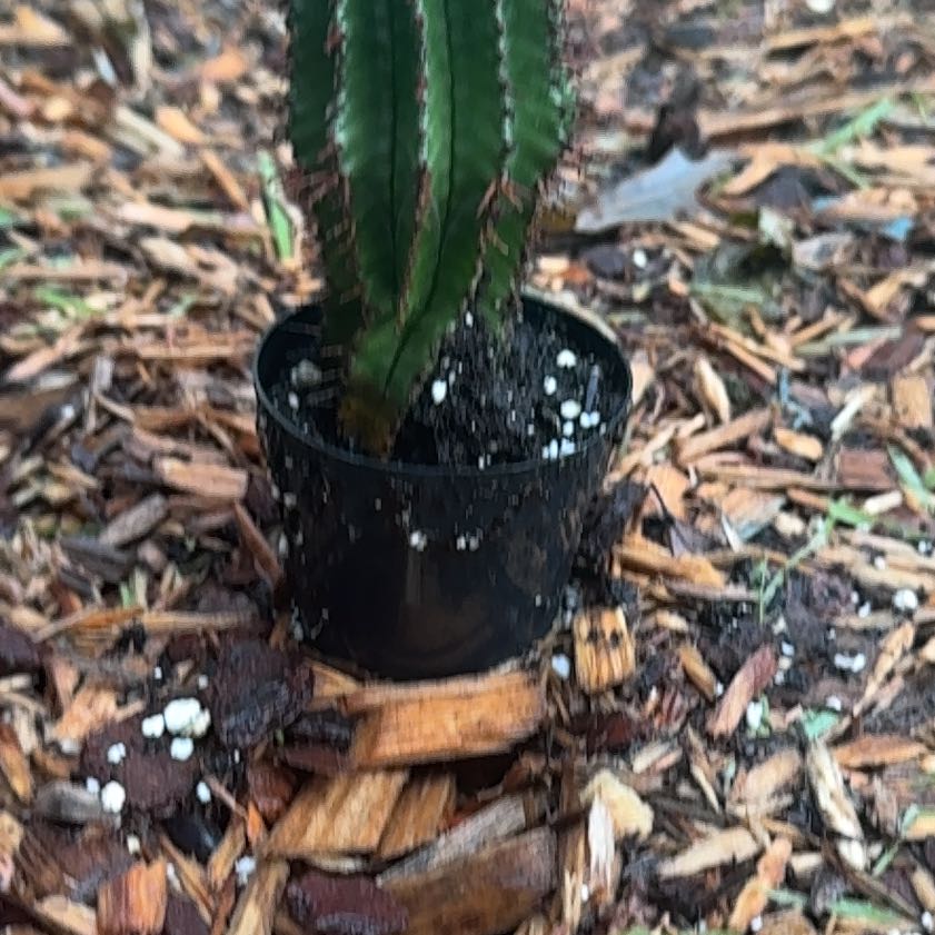 Photo of the plant species Milk Barrel Cactus by @VictoriousGray7 named Catherine on Greg, the plant care app