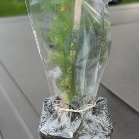 Photo of the plant species Dog Fennel by @GiddyBulrush67 named Gomez on Greg, the plant care app