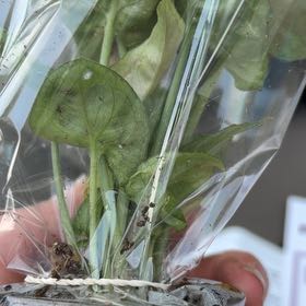 Photo of the plant species American Water Plantain by @GiddyBulrush67 named Muhammad Ali on Greg, the plant care app