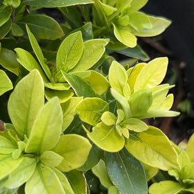 Photo of the plant species Ligustrum Ovalifolium by @MoneyedAraceae8 named Fernie Mercury on Greg, the plant care app