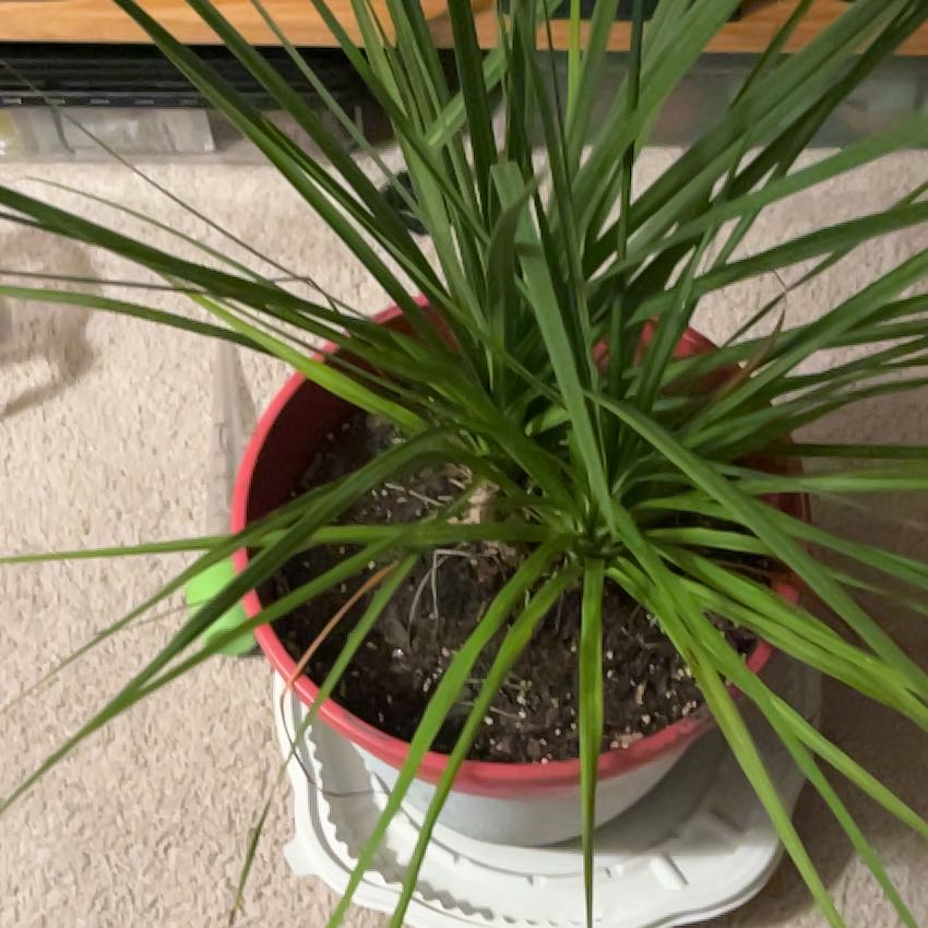 Photo of the plant species Australian Cabbage Palm by Erik named Crabby Cabbage on Greg, the plant care app