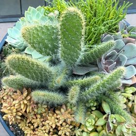 Photo of the plant species Arborescent Prickly Pear by @MellowHoupara named Figyonce on Greg, the plant care app