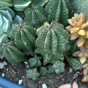 Photo of the plant species Mexican Giant Cactus by @MellowHoupara named Marley on Greg, the plant care app