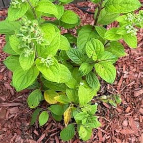 Photo of the plant species Panicle Hydrangea by @MellowHoupara named Baesil on Greg, the plant care app