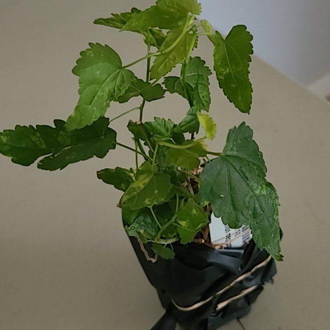 Photo of the plant species Abutilon Striatum by @AceAlmond21 named Drake on Greg, the plant care app