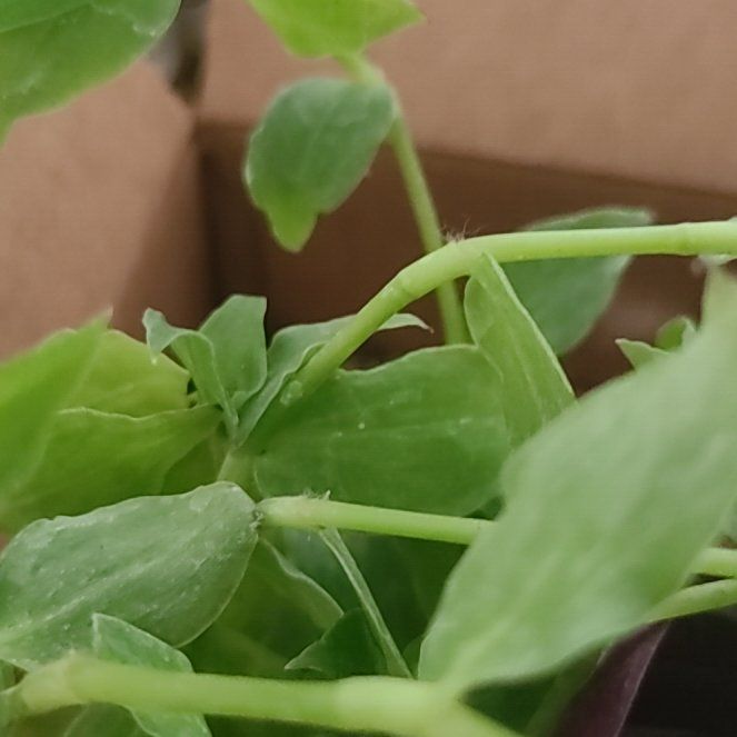 Photo of the plant species Cancer Weed by @AceAlmond21 named James Dean on Greg, the plant care app
