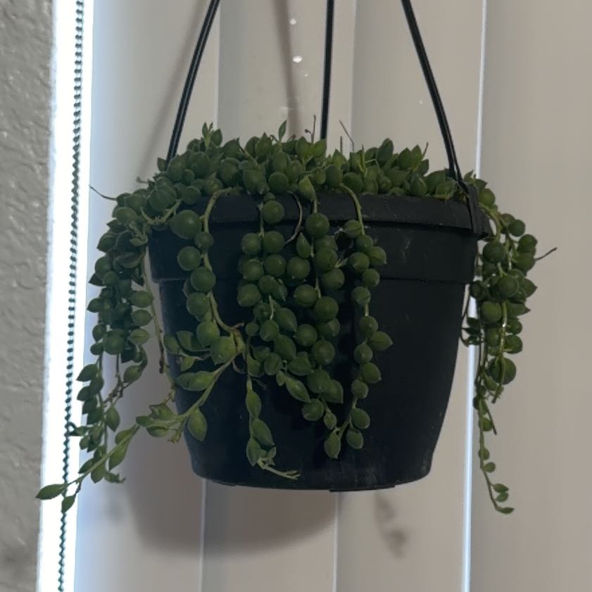 Photo of the plant species String of Raindrops by @VipRhodora1 named Pearl on Greg, the plant care app
