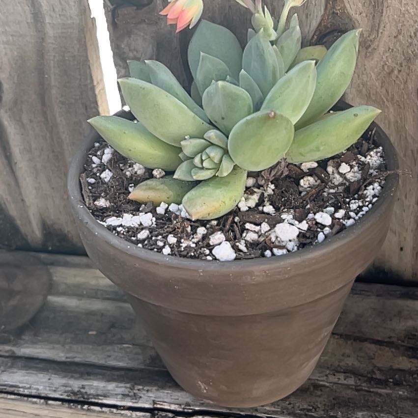 Photo of the plant species Pachyphytum 'Aquamarine' by @PureBogbirch59 named Robert Plant on Greg, the plant care app