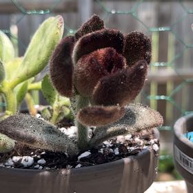 Photo of the plant species Kalanchoe 'Teddy Bear' by @PureBogbirch59 named Naomi on Greg, the plant care app