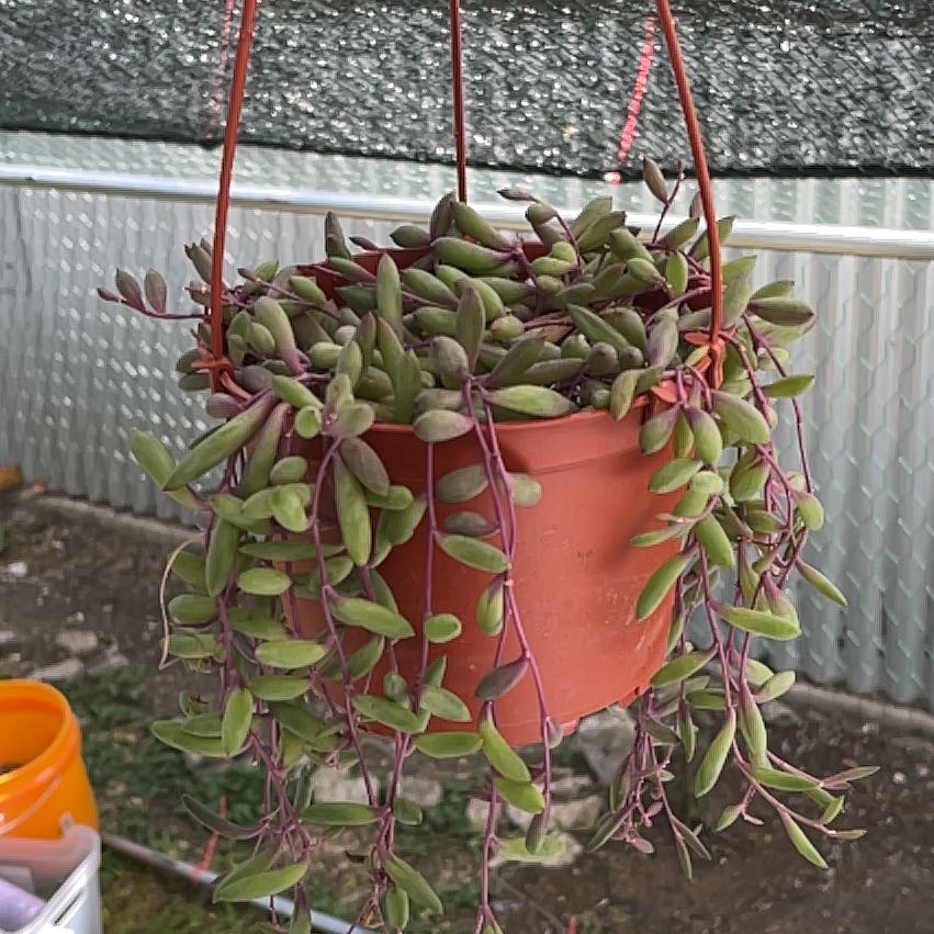 Photo of the plant species String of Rubies by @PureBogbirch59 named Leaf Erickson on Greg, the plant care app