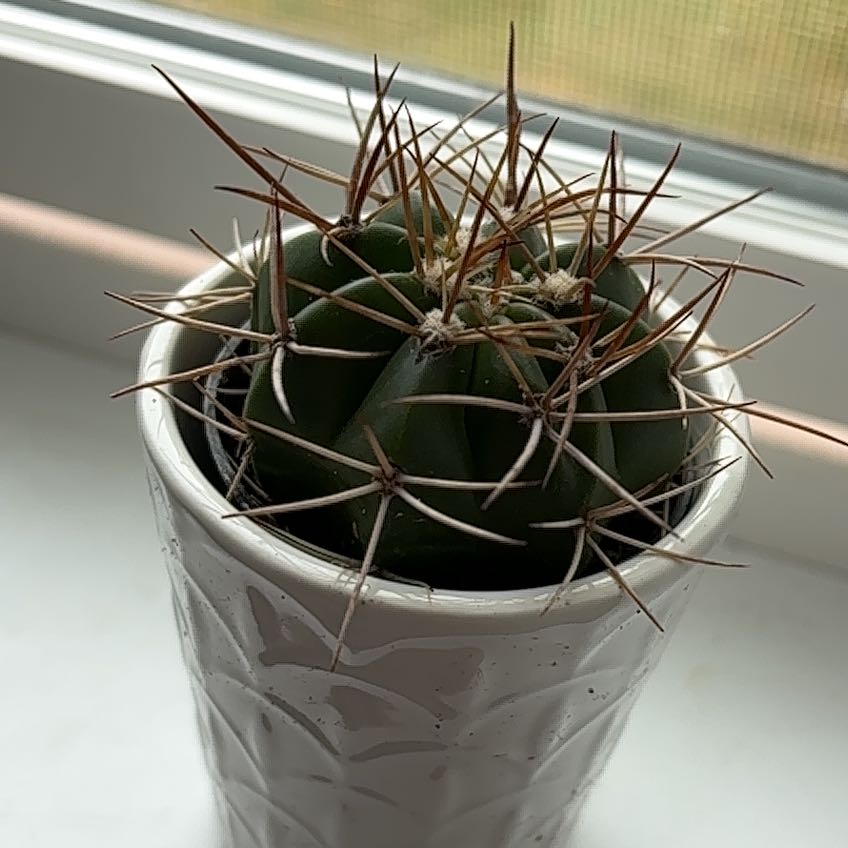 Photo of the plant species Devil's Pincushion by @SnappyTexassage named Athena on Greg, the plant care app