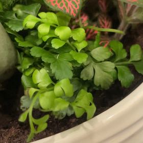 Photo of the plant species Black Spleenwort by @MelodiousTipa75 named Peter Parker on Greg, the plant care app