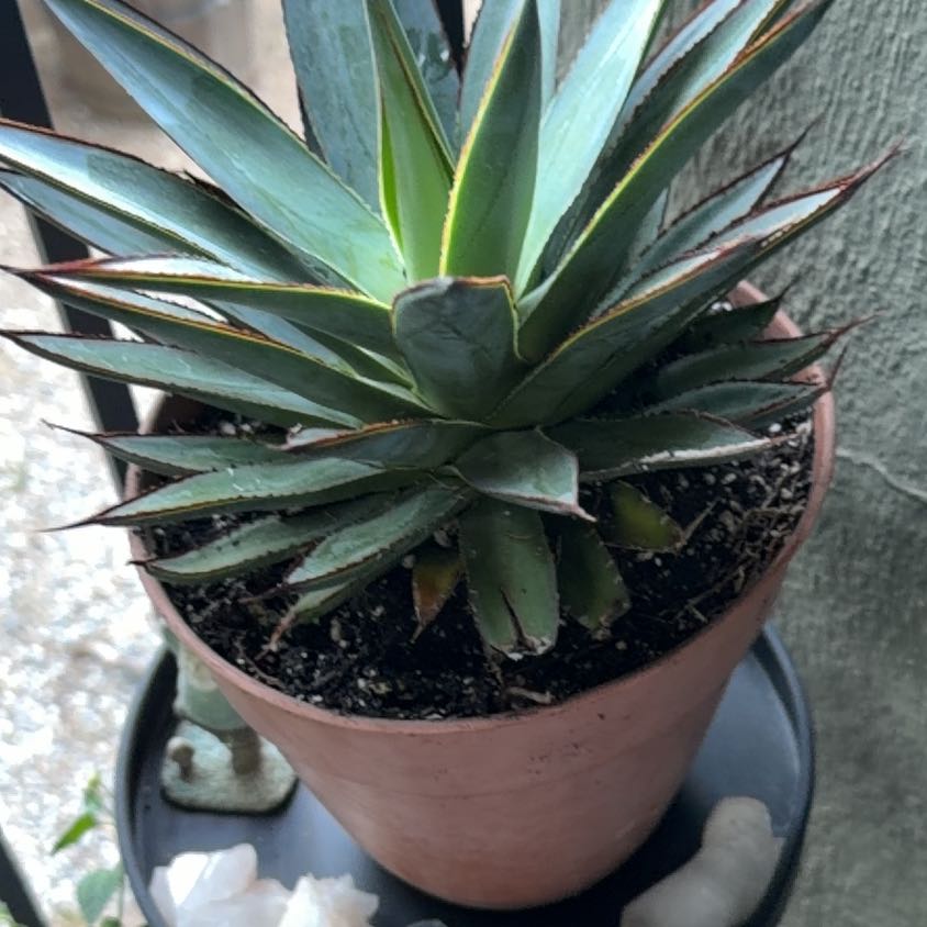 Photo of the plant species Agave Blue Glow by @HighBlue48 named Jose on Greg, the plant care app